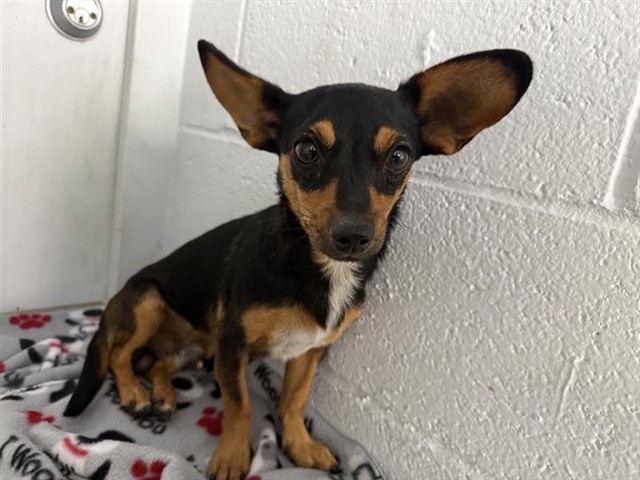 Shelter Stray Male Dog last seen BRADFORD DR & 25TH AVE, 2127 Front St, Sacramento, CA 95818, USA