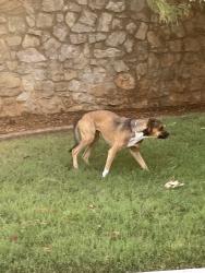 Found/Stray Unknown Dog last seen Grand and waverly, Nichols Hills, OK 73116