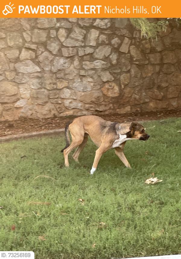 Found/Stray Unknown Dog last seen Grand and waverly, Nichols Hills, OK 73116