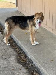 Shelter Stray Female Dog last seen COUNTRY SCENE WAY & PRAIRIE CREEK WAY, 2127 Front St, Sacramento, CA 95818, USA