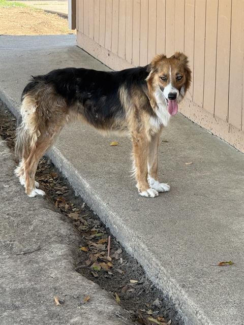 Shelter Stray Female Dog last seen COUNTRY SCENE WAY & PRAIRIE CREEK WAY, 2127 Front St, Sacramento, CA 95818, USA