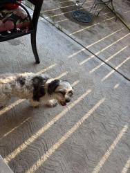 Lost Female Dog last seen 39th & Swift, Hobart, IN 46342
