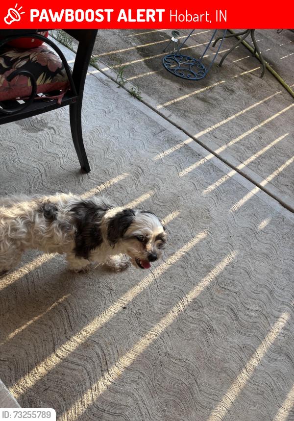 Lost Female Dog last seen 39th & Swift, Hobart, IN 46342