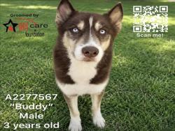 Shelter Stray Male Dog last seen , 1850 W 60th St, Los Angeles, CA 90047, USA