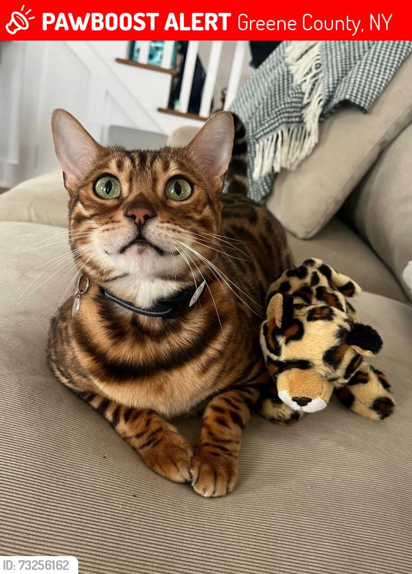 Lost Female Cat last seen CR 51, School Hill Road, Greene County, NY 12087