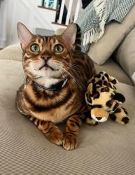 Lost Female Cat last seen CR 51, School Hill Road, Greene County, NY 12087
