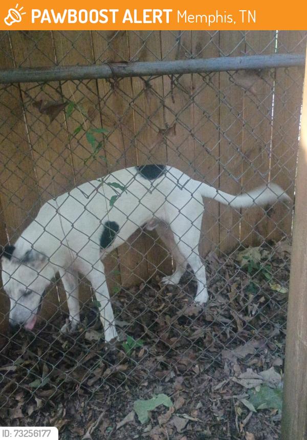 Found/Stray Male Dog last seen On my porch, Memphis, TN 38122