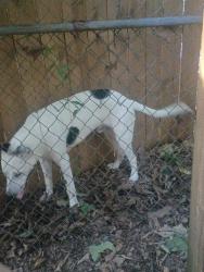 Found/Stray Male Dog last seen On my porch, Memphis, TN 38122