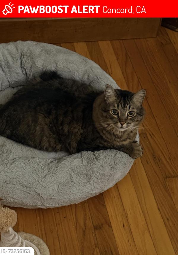 Lost Male Cat last seen Brentwood Circle/Westwood Drive, Concord, CA 94521
