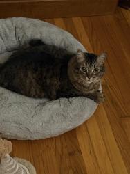 Lost Male Cat last seen Brentwood Circle/Westwood Drive, Concord, CA 94521