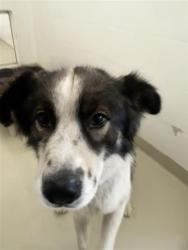 Shelter Stray Male Dog last seen THE REXFORD APARTMENTS, 1950 Stevenson Blvd, Fremont, CA 94538, USA