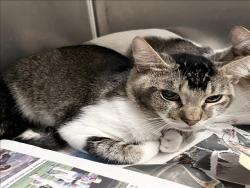 Shelter Stray Male Cat last seen , 1850 W 60th St, Los Angeles, CA 90047, USA