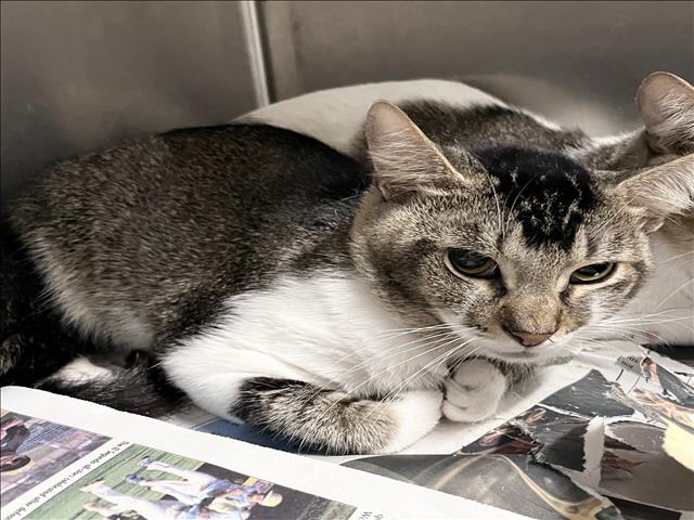 Shelter Stray Male Cat last seen , 1850 W 60th St, Los Angeles, CA 90047, USA