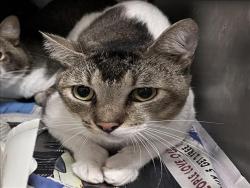 Shelter Stray Male Cat last seen , 1850 W 60th St, Los Angeles, CA 90047, USA