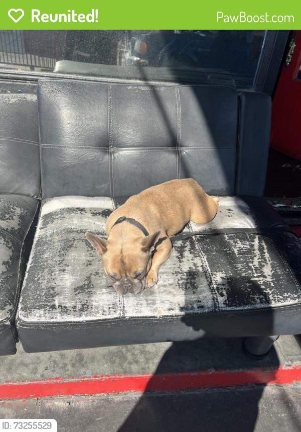 Reunited Female Dog last seen Fransworth and Fargo in the manor, San Leandro, CA 94579