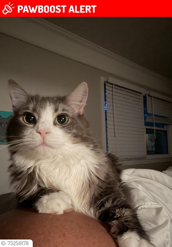Lost Female Cat last seen Rocky Ledge Way, Snellville GA, Gwinnett County, GA 30039
