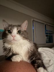 Lost Female Cat last seen Rocky Ledge Way, Snellville GA, Gwinnett County, GA 30039