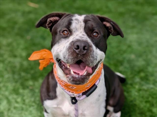 Shelter Stray Male Dog last seen , 957 N Gaffey St, San Pedro, CA 90731, USA