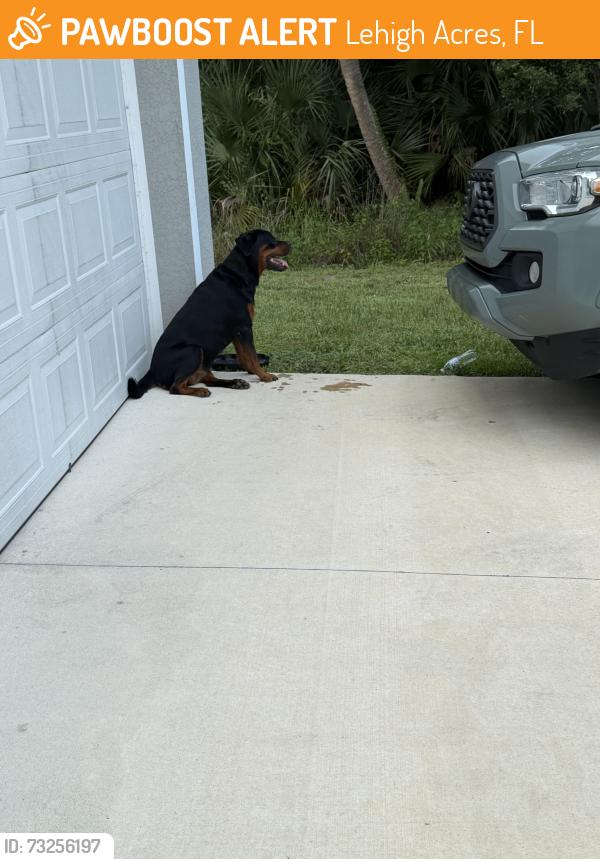 Found/Stray Female Dog last seen Off of Columbus blvd, Lehigh Acres, FL 33974