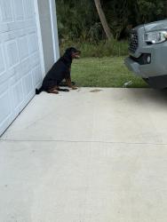 Found/Stray Female Dog last seen Off of Columbus blvd, Lehigh Acres, FL 33974