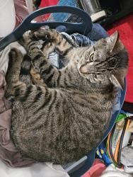 Found/Stray Male Cat last seen Yale rd, Chilliwack, BC V2P 3E2