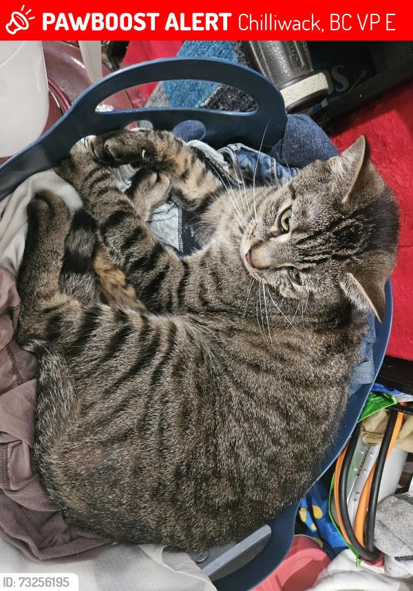 Found/Stray Male Cat last seen Yale rd, Chilliwack, BC V2P 3E2