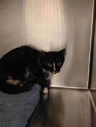 Shelter Stray Female Cat last seen Near BLOCK W THAYN DR, WEST VALLEY CITY UT 84120, 4522 W 3500 S, West Valley City, UT 84120, USA
