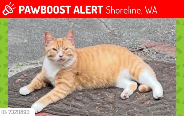Lost Female Cat last seen Richmond Beach QFC area, Shoreline, WA 98177