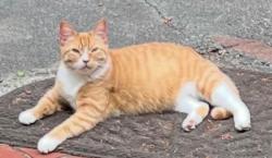 Lost Female Cat last seen Richmond Beach QFC area, Shoreline, WA 98177