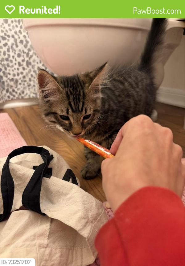 Reunited Unknown Cat last seen MAA apmt complex, Raleigh, NC 27613