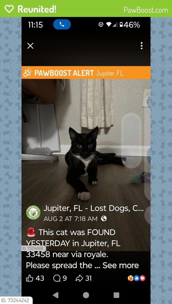 Reunited Male Cat last seen Via royale, Jupiter, FL 33458