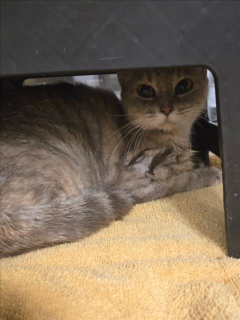 Shelter Stray Female Cat last seen Near BLOCK N OHIO AVE, WICHITA KS 67214, 3303 N Hillside St, Wichita, KS 67219, USA