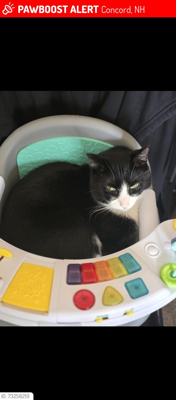 Lost Male Cat last seen Fisherville rd, Concord, NH 03303