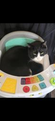 Lost Male Cat last seen Fisherville rd, Concord, NH 03303