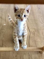 Found/Stray Unknown Cat last seen on Schreiber Dr. in the Haslet Park housing edition., Haslet, TX 76052