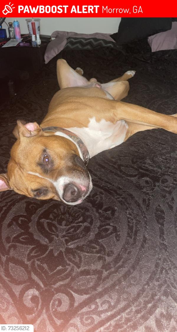Lost Male Dog last seen Twilight trl, Morrow, GA 30260