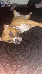 Lost Male Dog last seen Twilight trl, Morrow, GA 30260