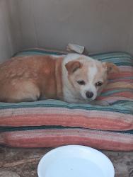 Reunited Male Dog last seen Concord St and Wright St, Richland, WA 99352