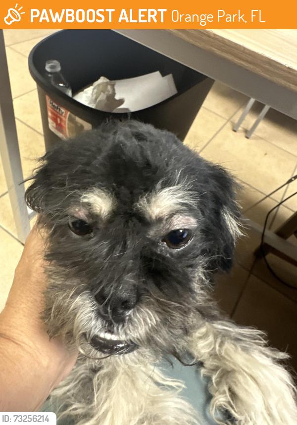 Surrendered Male Dog last seen Opaa, Orange Park, FL 32073