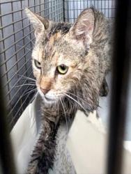 Shelter Stray Female Cat last seen Near BLOCK HARNESS LANE, 4710 TX-151, San Antonio, TX 78227, USA