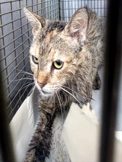 Shelter Stray Female Cat last seen Near BLOCK HARNESS LANE, 4710 TX-151, San Antonio, TX 78227, USA