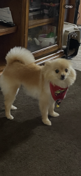 Lost Male Dog last seen Bluffview, Spring Valley, CA 91977