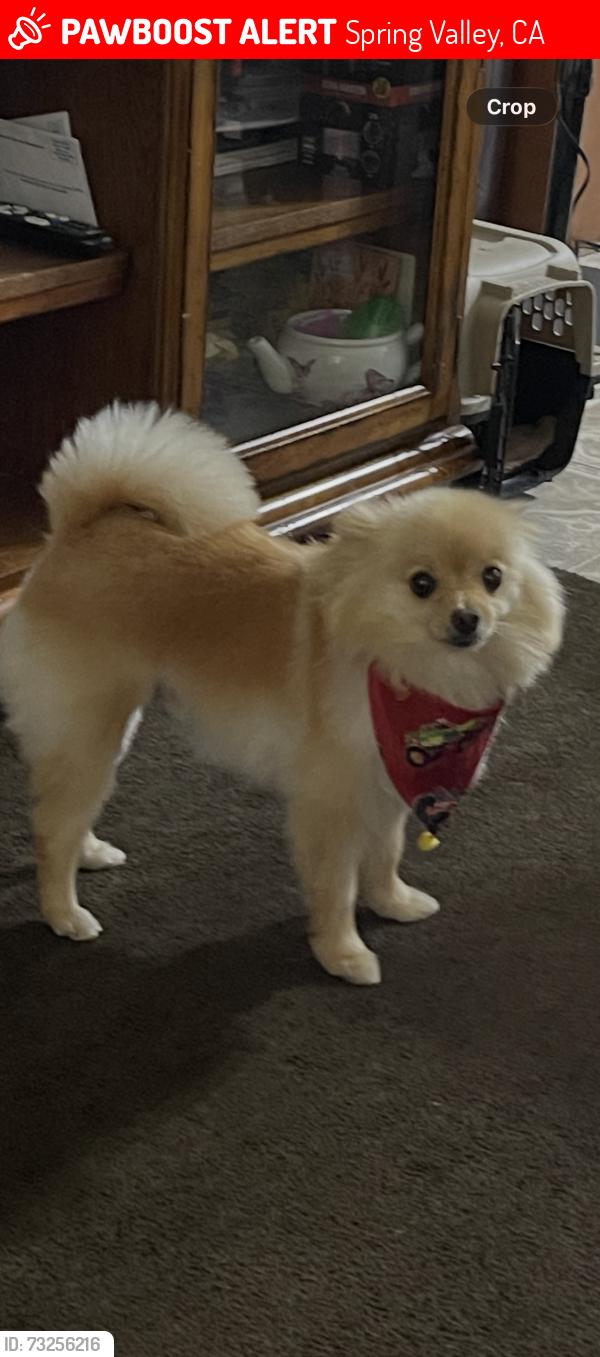 Lost Male Dog last seen Bluffview, Spring Valley, CA 91977