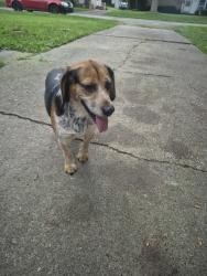 Found/Stray Male Dog last seen Holt road and hamilton street, Holt, MI 48842