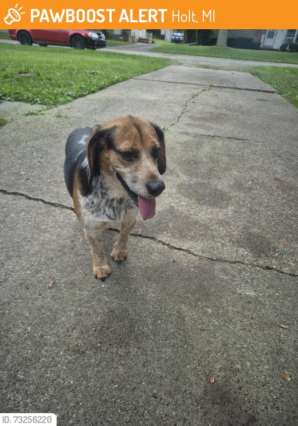 Found/Stray Male Dog last seen Holt road and hamilton street, Holt, MI 48842