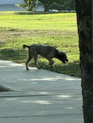 Found/Stray Unknown Dog last seen Peter Malloch Park Goshen CA, Visalia, CA 93291