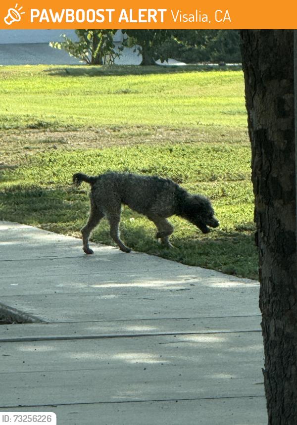 Found/Stray Unknown Dog last seen Peter Malloch Park Goshen CA, Visalia, CA 93291
