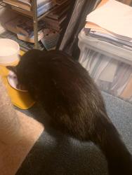 Reunited Male Cat last seen Cross section of East Mt Pleasant and Hendricks St, Ambler, PA 19002