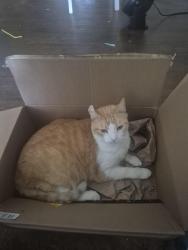 Lost Male Cat last seen Bushard/Indianapolis, Huntington Beach, CA 92646