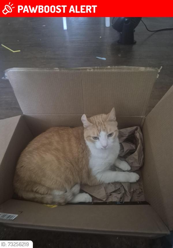Lost Male Cat last seen Bushard/Indianapolis, Huntington Beach, CA 92646